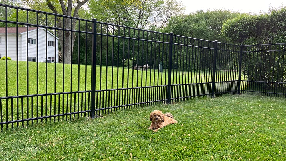 Photo-of-Black-Aluminum-Puppy-Picket-Fence-4-Foot---Installed-in-Plainfield-Illinois---Photo-2